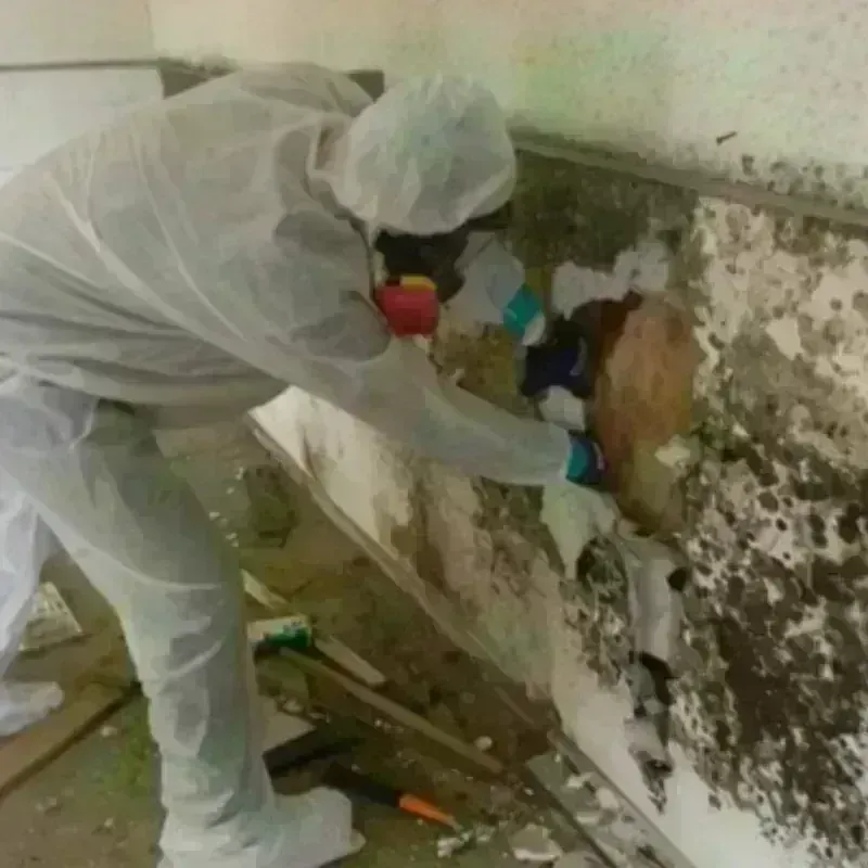 Mold Remediation and Removal in Quincy, FL